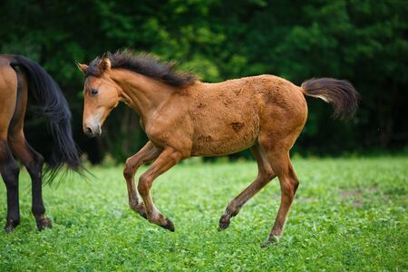 Foal horse with her mother on the meadow at summer timeの写真素材