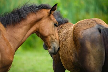 Foal horse with her mother on the meadow at summer timeの写真素材