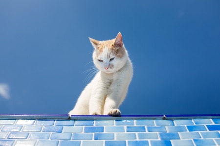 Playful white cat looks inside the empty poolの写真素材