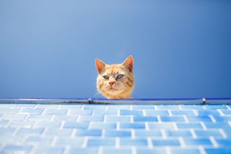 Frightened red cat looks inside the empty poolの写真素材
