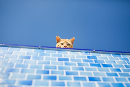Frightened red cat looks inside the empty poolの写真素材