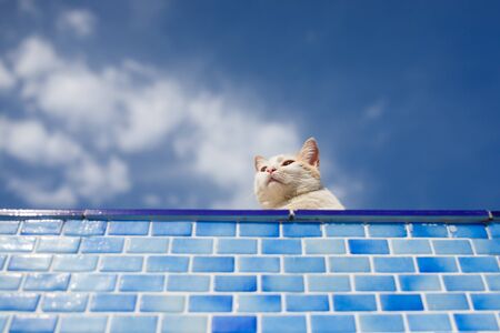 White cat resting beside the empty poolの写真素材