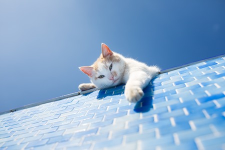 Playful white cat looks inside the empty poolの写真素材