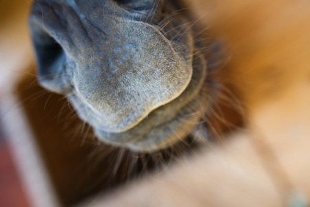 Nose of a horse over the doors in the stableの写真素材