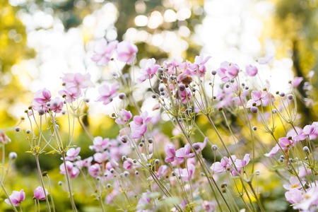 Purple flowers close up at summer timeの写真素材