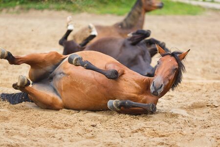 Horse lying in the sand at the summer dayの写真素材