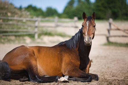 Horse lying in the stable outdoor at the summer dayの写真素材