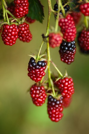 Blackberry bunch in the garden at the summer time