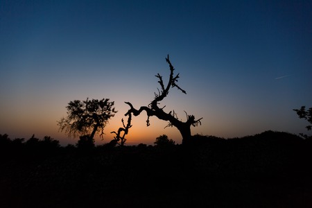 Dry crooked tree at the sunset time