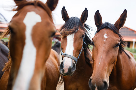 Herd of horses in a stable outdoor at autumn timeの写真素材
