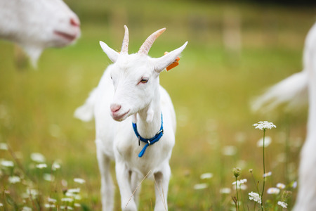 Portrait of a goatling on the meadow