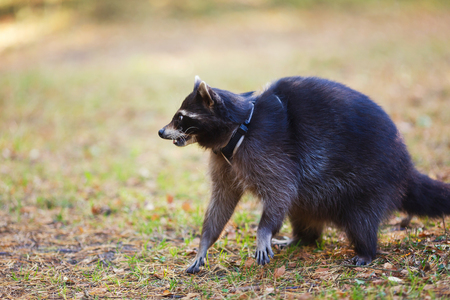 Portrait of a raccoon in a forest at autumn timeの写真素材