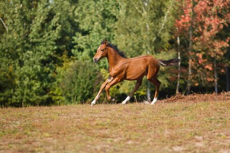 Foal running on the meadow at autumn timeの写真素材