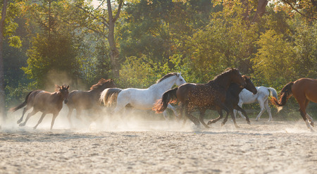 Herd of running horses across the meadow at autumn time