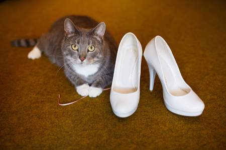 Cute cat and bride's shoes on a brown floorの写真素材