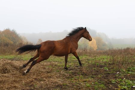 Running horse in the fog at autumn timeの写真素材