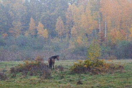 Wild horse in the fog at autumn timeの写真素材