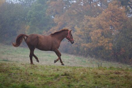 Running horse in the fog at autumn timeの写真素材