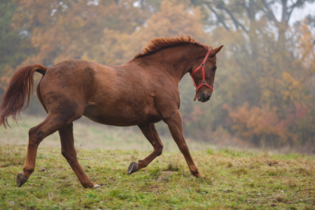 Running horse in the fog at autumn timeの写真素材