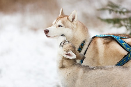 Adult husky and puppy in winter forest