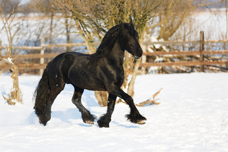 Black frisian horse in the stable at winter timeの写真素材
