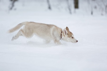 Running in the snow husky puppy in forestの写真素材