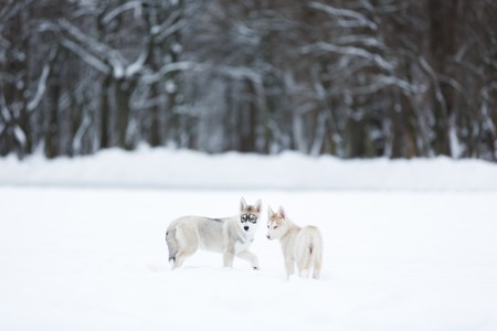 Portrait of a two husky puppies in winter forest