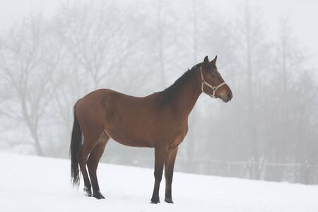 Horse standing on the meadow in winter fogの写真素材