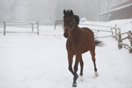 Horse running in the stable in winter fogの写真素材