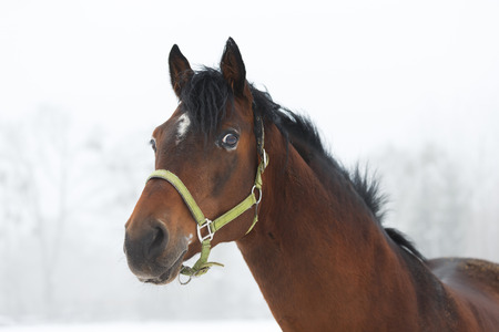Portrait of a horse close up in winter fog