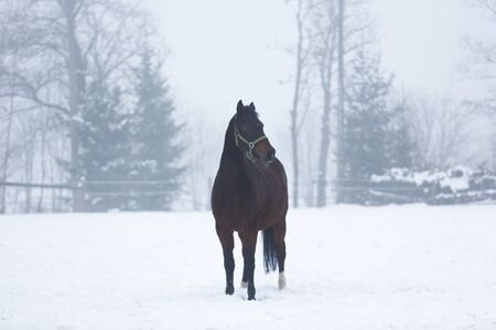 Horse standing on the meadow in winter fogの写真素材