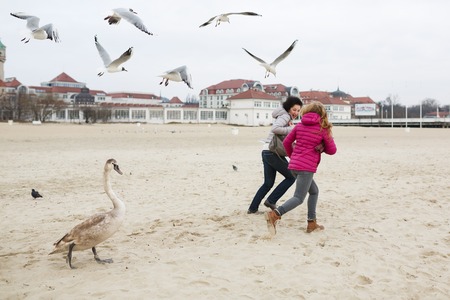 Two women run away from the swan and seagulls on the beach at spring timeの写真素材
