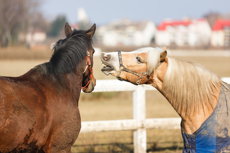 Horses playing in manege at spring sunny day outdoorの写真素材