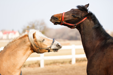 Horses playing in manege at spring sunny day outdoorの写真素材