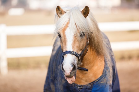 Portrait of a horse with tongue at spring sunny day outdoorの写真素材