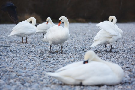 Swans on the pebbles at autumn timeの写真素材