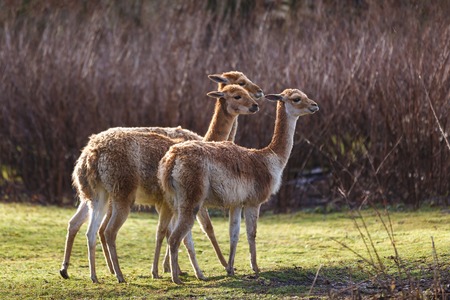 Three roe deer standing in forest at autumn fallの写真素材