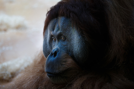 The face of adult orangutan lying on the groundの写真素材