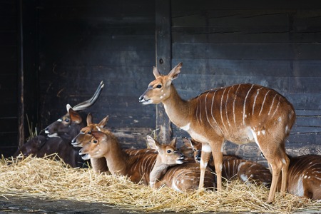 Roe deers resting in the shade of wooden house