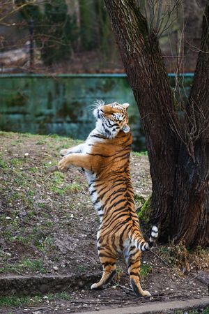 Dancing siberian tiger nearby the tree at autumn timeの写真素材