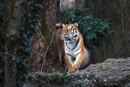 The siberian tiger in the wood at autumn timeの写真素材