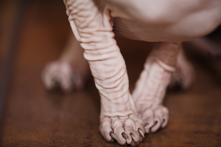 The paws of sphynx cat close upの写真素材