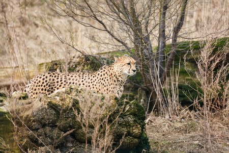 Cheetah walking in the dry bushの写真素材