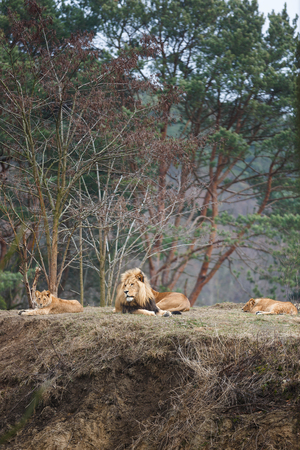 Family of lions resting in a forestの写真素材