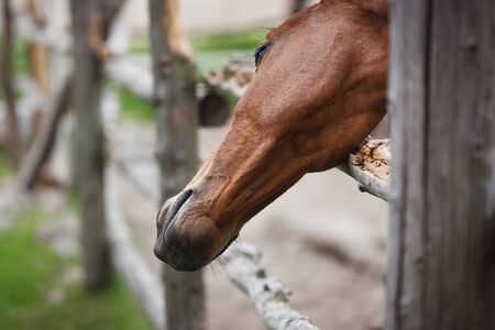 Head of horse through the wooden fence