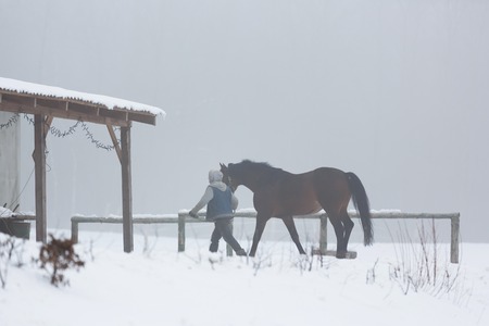 Stableman leads the horse in a stable at winter fogの写真素材