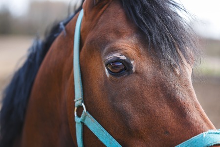 Portrait of the horse close up outdoor, spring timeの写真素材