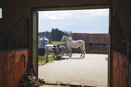 Tethered horse near the stable, view through the doorの写真素材