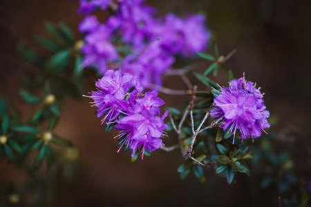 The purple wild flowers in a gardenの写真素材
