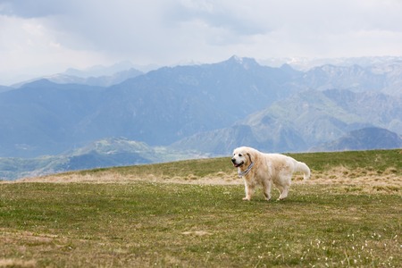 Dog breed labrador walking on the meadow in the Dolomites mountains